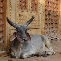 03-Jaisalmer